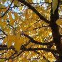 _prosto_panda_