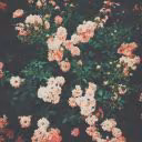 Choi_YuAn