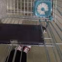 Emilly_Cartler
