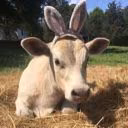 cow_and_bitch