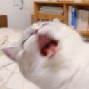 pelerrrin