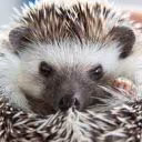 hedgehog_in_smoke