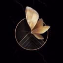 PapilioCineres