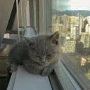 kitty1meows
