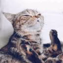 crazy_kitti