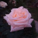 Yasmin_Nuraa
