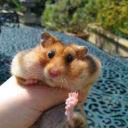 legnapamine