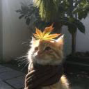 1kit_kat4