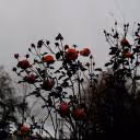 Miss_Fear