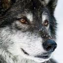 WeReWoLf192