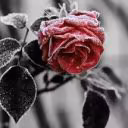 -Rozali-