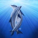 uDolphin