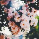 Black_Pearll