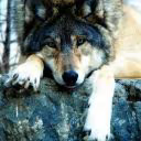 Vesta_Wolf