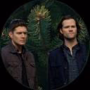 coniferous_pancake