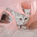 cat_and_kitten
