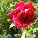 olesyalis16