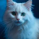 AdelWhitecat