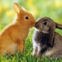 pantera10000000