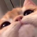 _n_a_f_a_n_y_a__