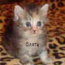 CatShow910