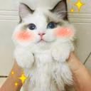 saharokkj
