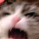 anyameooooooow