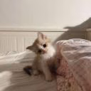 Frog_li_masha