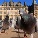 DomovskyPigeon