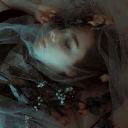 winter_cornflower