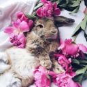 VishNevoeNastroeNie_