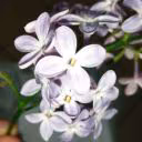 Lyulichka
