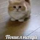 spvinsatti