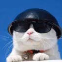 Denry_Stories_Cat