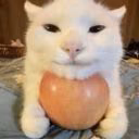 gibiskuxx