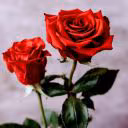 eliza_rose_id