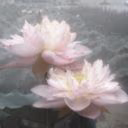Molly_sleit