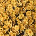 FLOWERRRRRSS