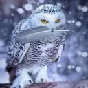 Sofi_Love___