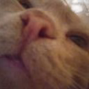 Chipa_Chelik