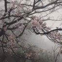 Ryuee_Murr