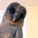 my-owl-business