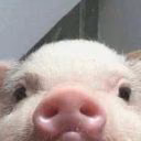 cheabattaa