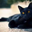 DarkCatDraw