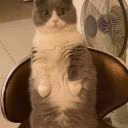 Prosto_pusa