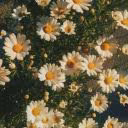 dayflowersshop
