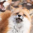 Archi_Fox