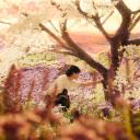AgniaForrest