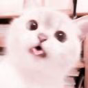 0ladybug0catnoir