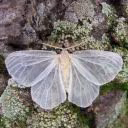 Laufeiya